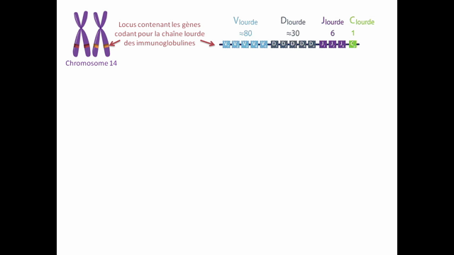 Production des anticorps : recombinaison VDJ (1ère spé SVT)